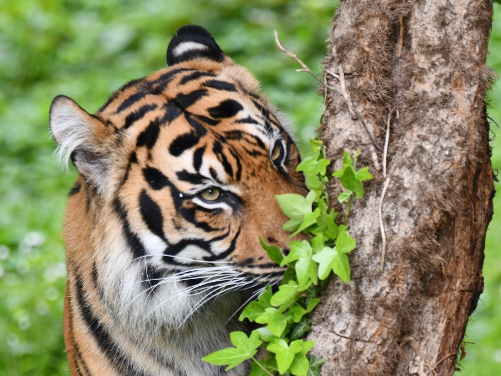 Zoo Frankfurt