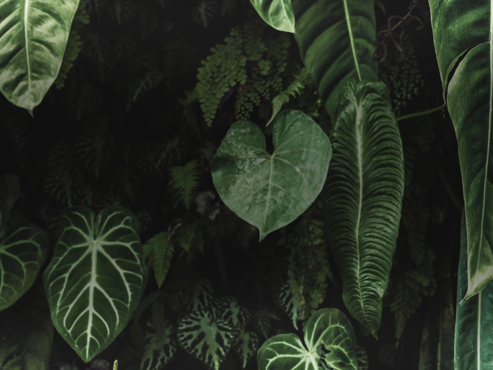 Foliage Dreams Pop-up Pflanzenmarkt